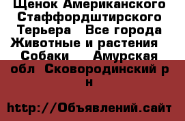 Щенок Американского Стаффордштирского Терьера - Все города Животные и растения » Собаки   . Амурская обл.,Сковородинский р-н